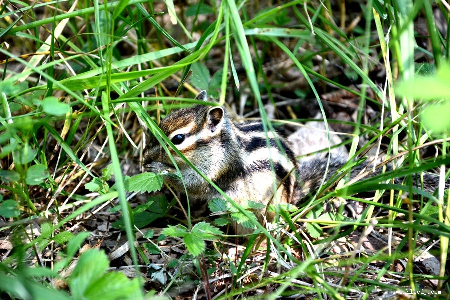 哈烏爾河小動物